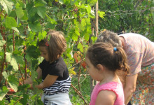 AS 2012-2013-FESTA E VENDEMMIA 087