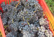 AS 2012-2013-FESTA E VENDEMMIA 116