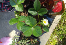 le fragole 