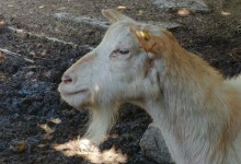AMICA CAPRETTA