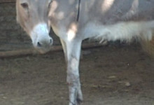 AMICO ASINELLO