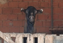 AMICO CAPRONE