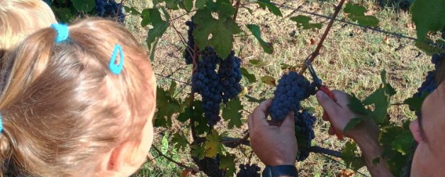 …E LA VENDEMMIA???